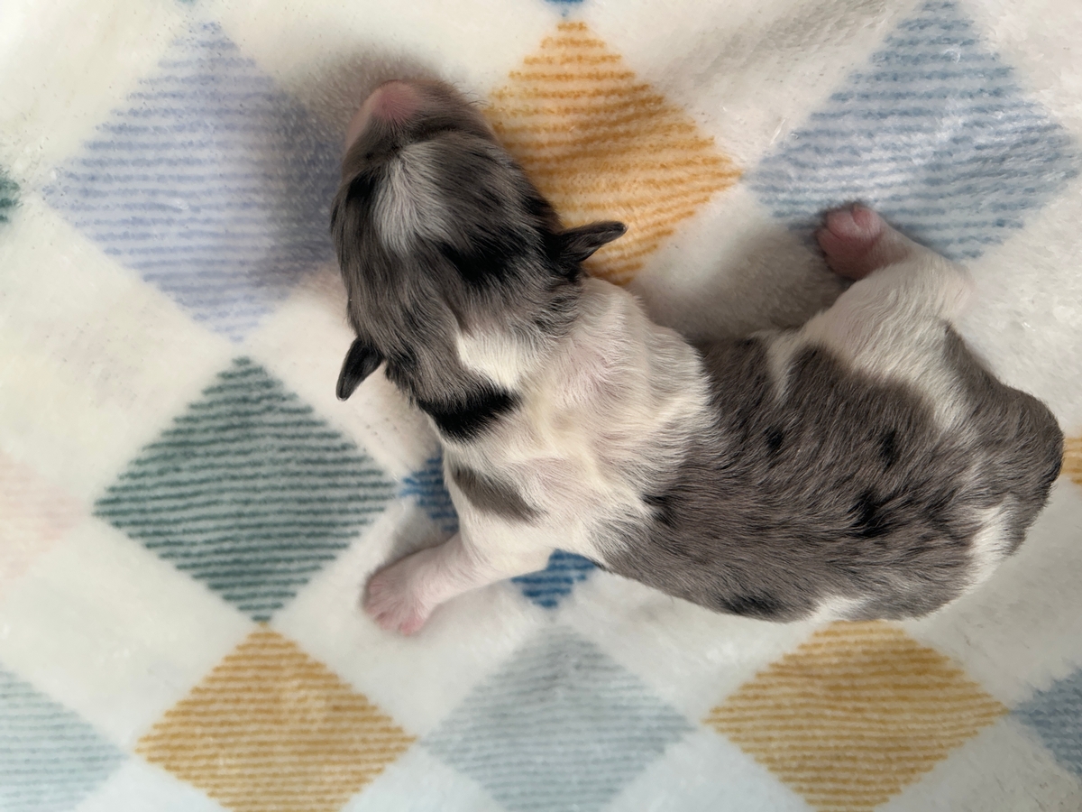 Male Mega Coat Merle Schnoodle Puppy for Sale DOB 10-30-2025 $950